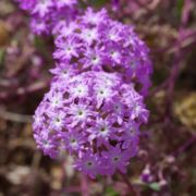 Verbena, Pink Sand