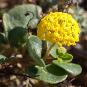 Verbena, Yellow Sand