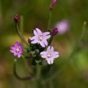 Willow-herb, California
