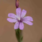 Willow-herb, Panicled