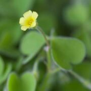 Wood-sorrel, Hairy