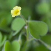 Wood-sorrel, Hairy