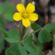 Wood-sorrel, Yellow