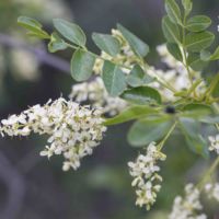 Ash, California Flowering