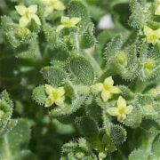 Bedstraw, California (ssp.f)