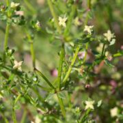 Bedstraw, Climbing