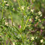 Bedstraw, Climbing