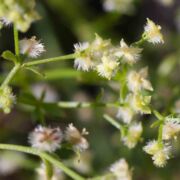 Bedstraw, Narrowly-leaved