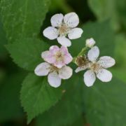 Blackberry, Himalayan