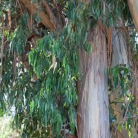 Blue Gum (Eucalyptus)