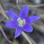 Brodiaea, Dwarf