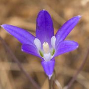 Brodiaea, Garland