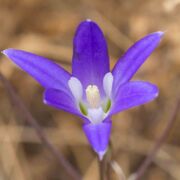 Brodiaea, Garland