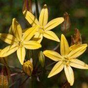 Pretty Face Pretty Face