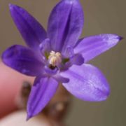 Brodiaea, Mesa