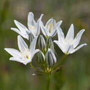 Brodiaea, White
