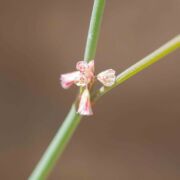 Buckwheat, Davidson's Wild