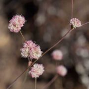Buckwheat, Ear-shaped Wild