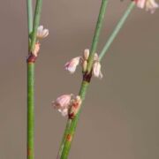 Buckwheat, Elegant Wild