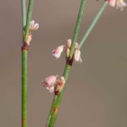 Buckwheat, Elegant Wild