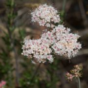 Buckwheat, Leafy California