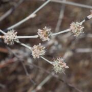 Buckwheat, Long-stemmed Wild