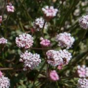 Buckwheat, Pinnacles