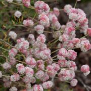 Buckwheat, Seacliff Wild