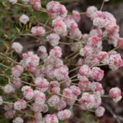 Buckwheat, Seacliff Wild