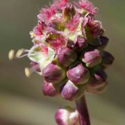 Burnet, Garden/Small