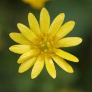 Buttercup, Common