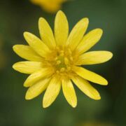 Buttercup, Common
