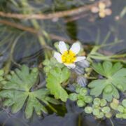 Buttercup, Lobb's Aquatic