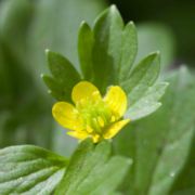 Buttercup, Prickle-fruited