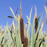 Cattail, Broad-leaved