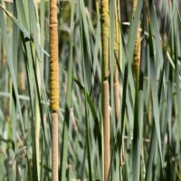 Cattail, Narrow-leaved Cattail, Narrow-leaved