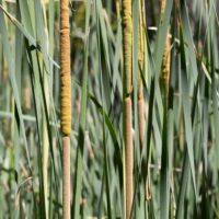 Cattail, Narrow-leaved Cattail, Narrow-leaved