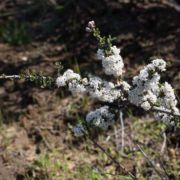 Ceanothus, Monterey