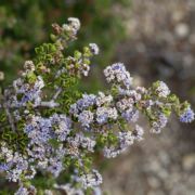 Ceanothus, Monterey