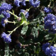Ceanothus, Wartleaf Ceanothus, Wartleaf