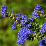 Ceanothus, Dwarf