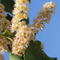 Cherry, Holly-leaved