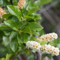 Chokecherry, Western