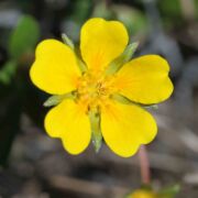 Cinquefoil, Hickman's