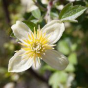 Clematis, Chaparral