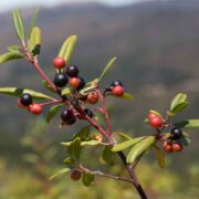 Coffeeberry, California