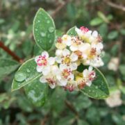 Cotoneaster, Silverleaf