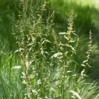 Dock, Clustered/Green
