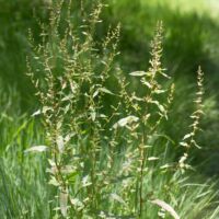 Dock, Clustered/Green