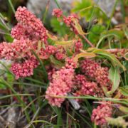 Dock, Coastal Willow